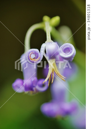 クサボタンの花 34801318