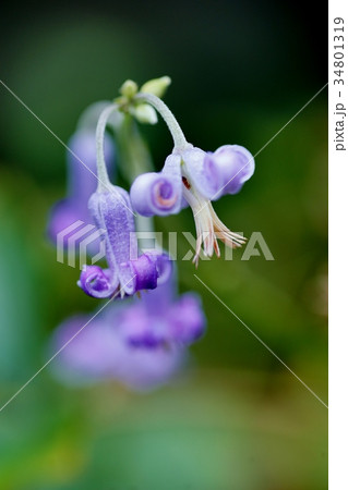 クサボタンの花 クサボタンの花 34801319