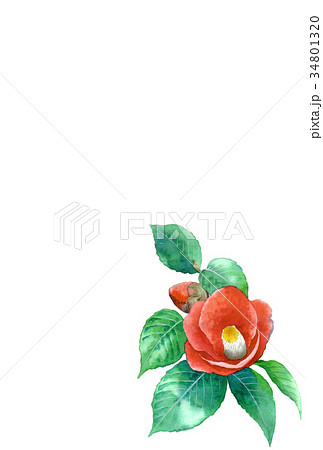 水彩で描いた花のハガキ素材椿タテ型 34801320