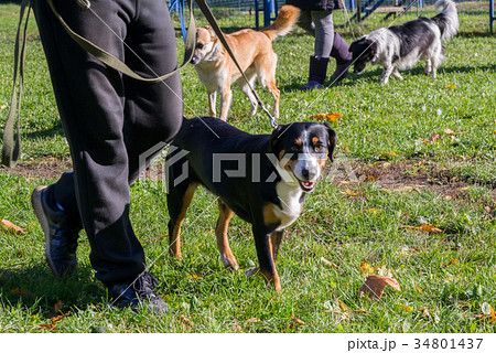 dog walking near its owner's legs dog walking near its owner's legs 34801437