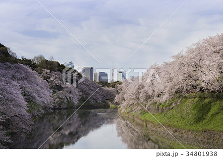 東京・千鳥ヶ淵 桜のころ 東京・千鳥ヶ淵 桜のころ 34801938