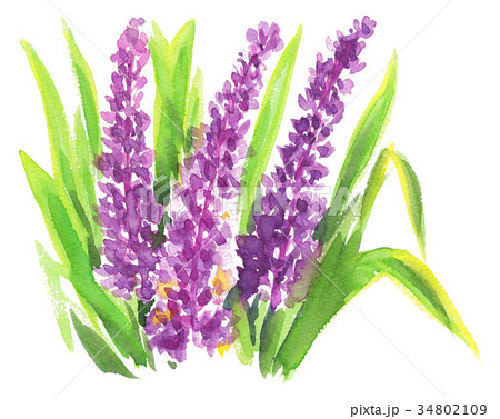 yaburan17108pix1 34802109