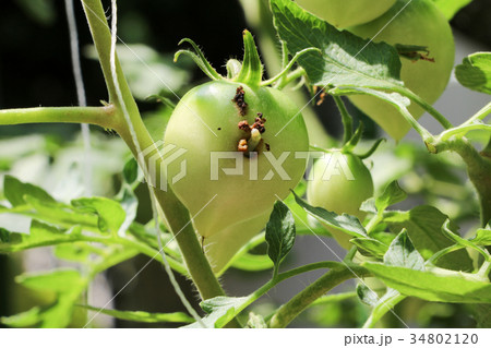 トマト苗の害虫 オオタバコガ の写真素材