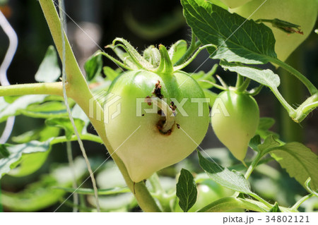 トマト苗の害虫 オオタバコガ の写真素材