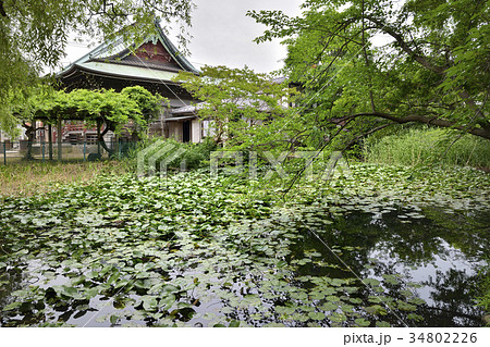 手児奈霊神堂　蓮池　市川　千葉 34802226