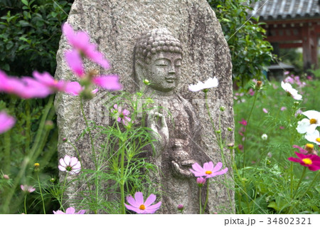 コスモス寺の石仏 34802321