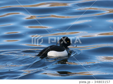 キンクロハジロ（雄） 34803157