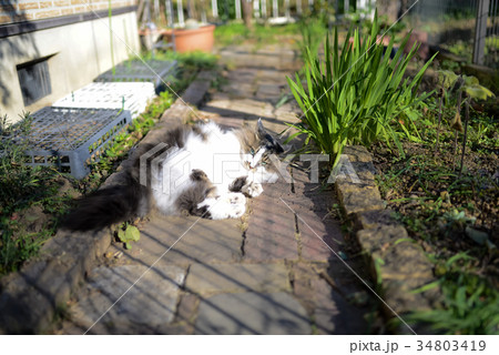 猫 猫 34803419
