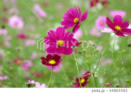 二子山古墳のコスモス 二子山古墳のコスモス 34803562