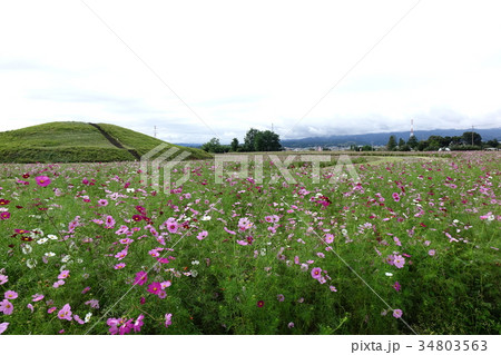 二子山古墳のコスモス 二子山古墳のコスモス 34803563