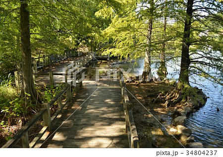 春日井市　都市緑化植物園 34804237