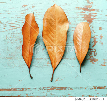 Colorful leaves on blue background 34804291