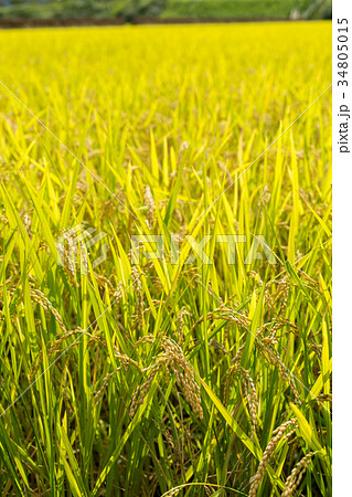 米 収穫前 稲穂の写真素材 [34805015] - PIXTA