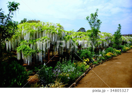 藤の花/フジの花 2017年5月 (栃木県 足利市) 藤の花/フジの花 2017年5月 (栃木県 足利市) 34805327