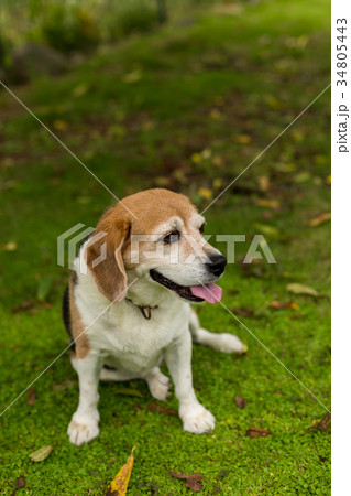 ビーグル犬 ビーグル犬 34805443