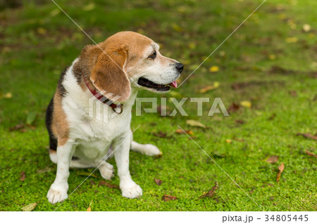 ビーグル犬の写真素材