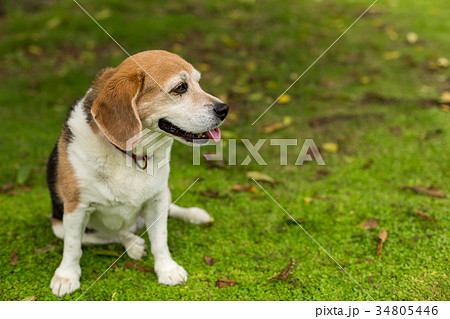 ビーグル犬の写真素材