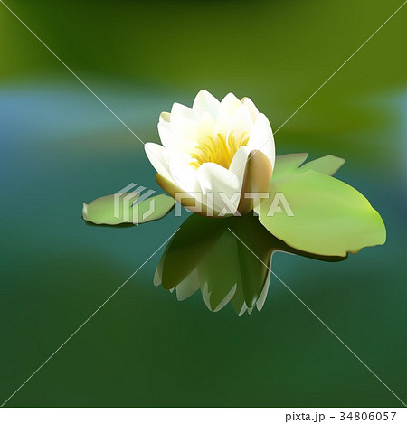 White Lotus Flower White Lotus Flower 34806057