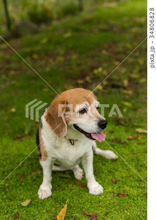 ビーグル犬 ビーグル犬 34806828