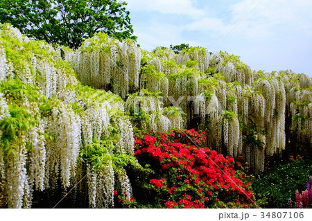 藤の花/フジの花 & ツツジの花 2017年5月 (栃木県 足利市) 藤の花/フジの花 & ツツジの花 2017年5月 (栃木県 足利市) 34807106