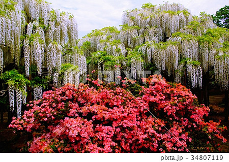 藤の花/フジの花 & ツツジの花 2017年5月 (栃木県 足利市) 藤の花/フジの花 & ツツジの花 2017年5月 (栃木県 足利市) 34807119