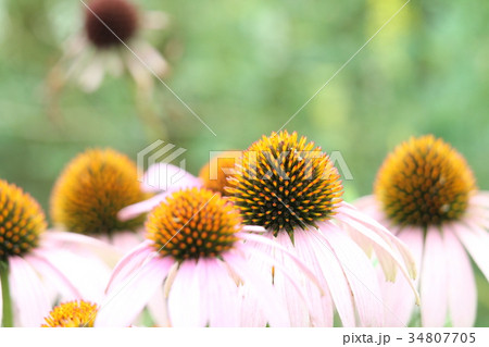 エキナセア パリダ エキナセア パリダ 34807705