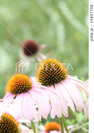 エキナセア　パリダ 34807706