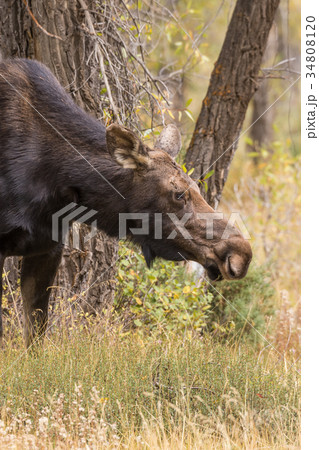 Cow Moose in Fall Cow Moose in Fall 34808120