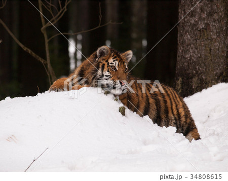 Siberian Tiger having rest in wild winter nature Siberian Tiger having rest in wild winter nature 34808615
