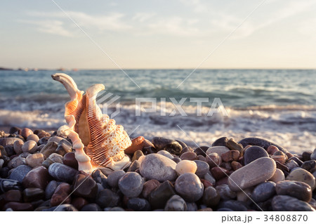Ornate shell on the stony sea shore Ornate shell on the stony sea shore 34808870