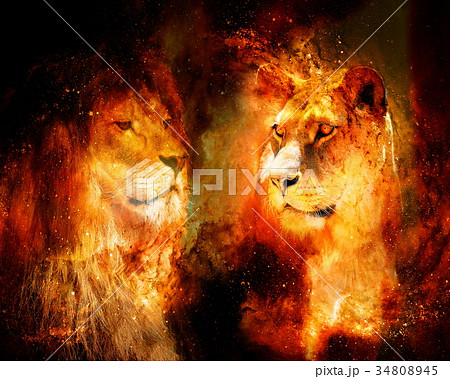 Lion And Lioness In The Cosmic Space Photos Andのイラスト素材
