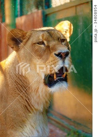 Portrait of african lioness on blurred background. Portrait of african lioness on blurred background. 34808954