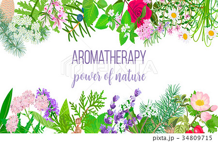 Card with essential oil plants. Frame Ornament Card with essential oil plants. Frame Ornament 34809715