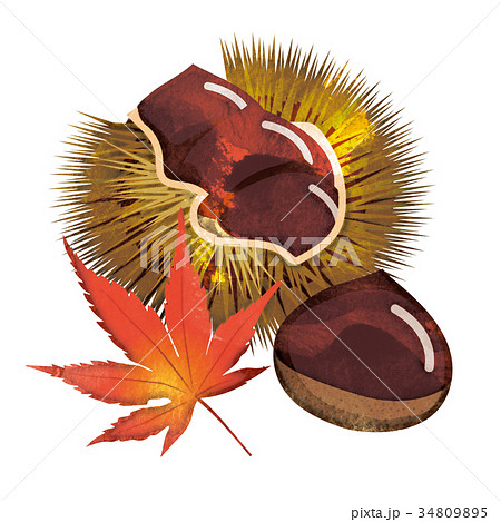 水彩画 秋の味覚のイラスト 栗 イガグリ Sweet Potato Illustrationのイラスト素材