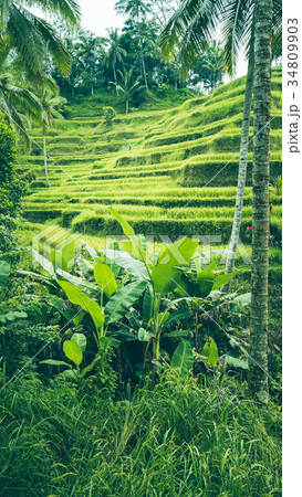 Tegalalang Rice Terrace fields, Ubud, Bali 34809903