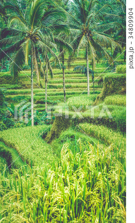 Close up of Beautiful Huge Palm Tree in Amazing 34809904