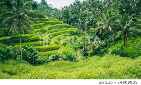 Palm Trees in Tegalalang Rice Terrace, Ubud, Bali 34809905