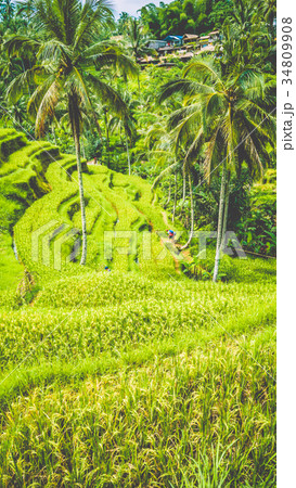 Amazing tegalalang Rice Terrace field with Amazing tegalalang Rice Terrace field with 34809908