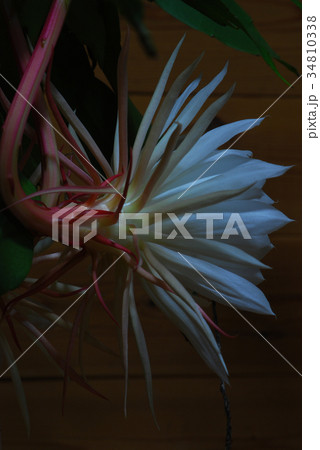 月下美人5 34810338