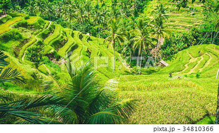 Amazing tegalalang Rice Terrace field covered by Amazing tegalalang Rice Terrace field covered by 34810366