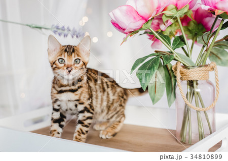 bengal cats babys leopard bengal cats babys leopard 34810899