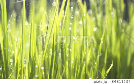 Green grass droplets 34811534