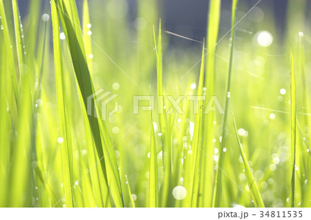 Green grass droplets 34811535