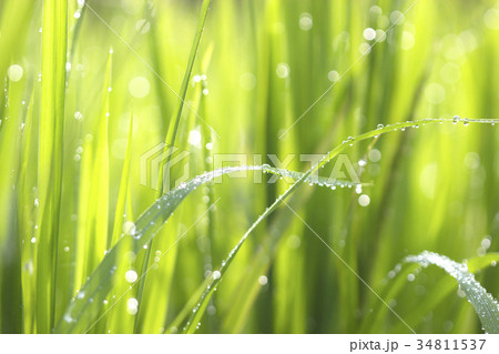Green grass droplets 34811537