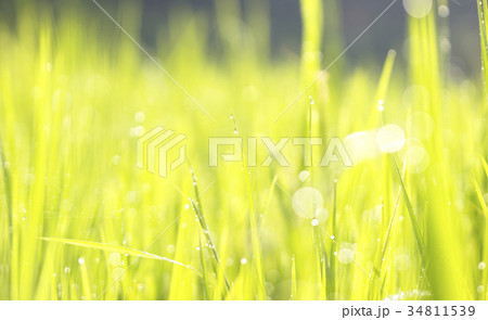 Green grass droplets Green grass droplets 34811539