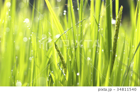 Green grass droplets 34811540