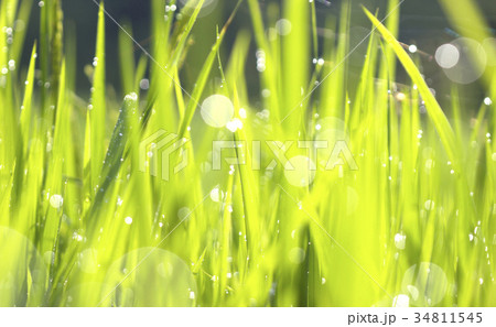 Green grass droplets 34811545