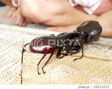 rhinoceros beetle fighting on the wood log 34812035
