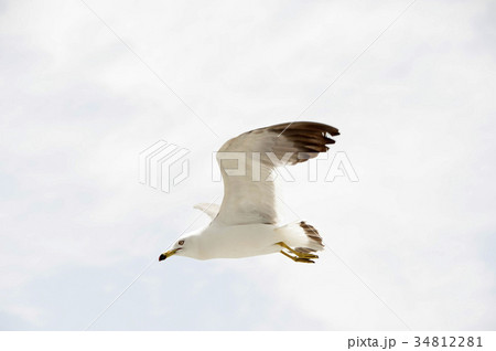 空 鳥 カモメ 34812281