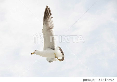 空 動物 鳥 34812292